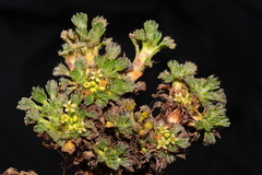Azorella multifida