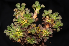 Azorella multifida