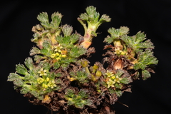 Azorella multifida