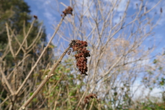 Rhus coriaria