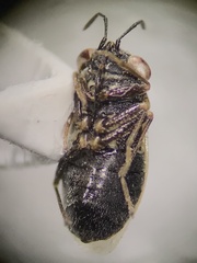 Geocoridae