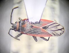 Melacoryphus nigrinervis