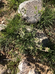 Lepidium lasiocarpum