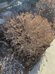 Daphne × burkwoodii