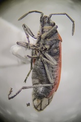Melacoryphus nigrinervis