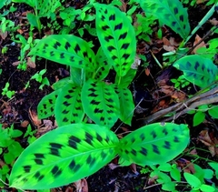 Goeppertia villosa