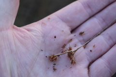 Rhynchospora fascicularis