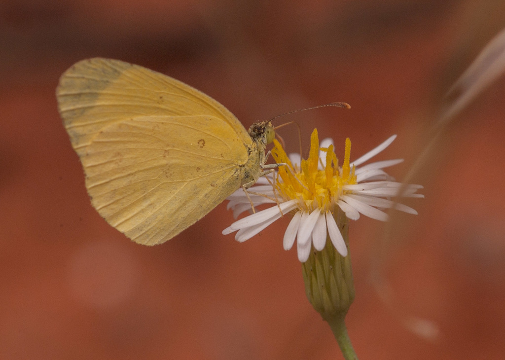 small grass yellow
