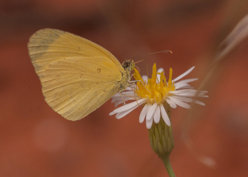 small grass yellow