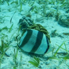 Chaetodon striatus