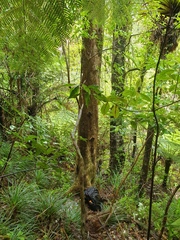 Nestegis cunninghamii