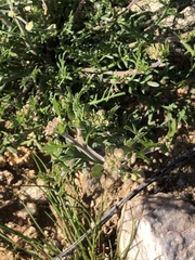 Lepidium lasiocarpum