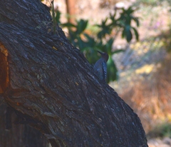 Melanerpes hypopolius