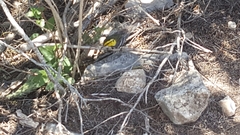 Setophaga chrysoparia