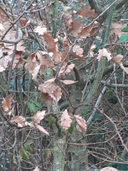 Quercus robur