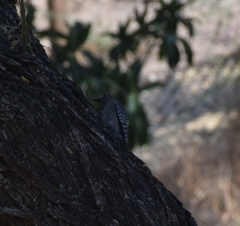 Melanerpes hypopolius