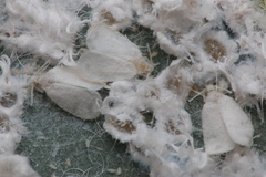 Paraleyrodes bondari