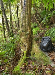 Nestegis cunninghamii