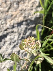 Lepidium lasiocarpum