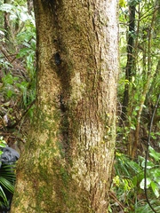 Nestegis cunninghamii