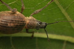 Sciobius