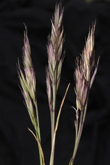 Festuca casapaltensis