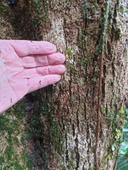 Nestegis cunninghamii