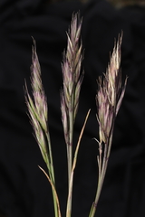 Festuca casapaltensis