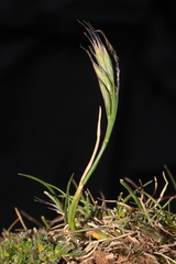 Festuca casapaltensis