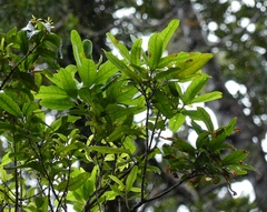 Nestegis cunninghamii