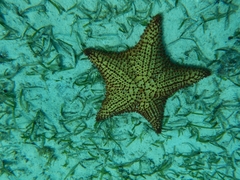 Oreaster reticulatus