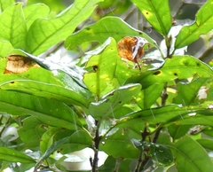 Nestegis cunninghamii