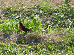 Leistes militaris