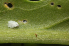 Aleyrodes proletella