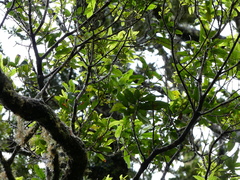 Nestegis cunninghamii