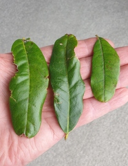 Nestegis cunninghamii