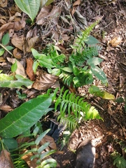 Blechnum hastatum