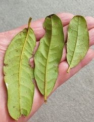 Nestegis cunninghamii