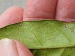 Nestegis cunninghamii