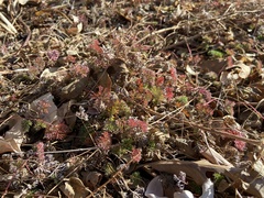 Geranium magniflorum