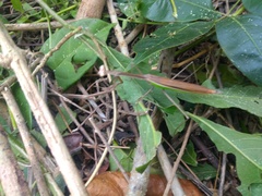 Phasmomantis sumichrasti