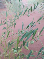 Phyllanthus warnockii