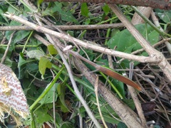 Phasmomantis sumichrasti