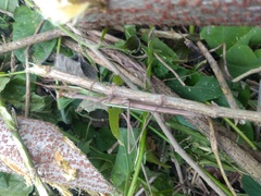 Phasmomantis sumichrasti