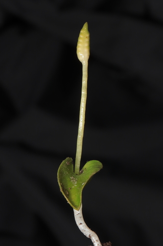 Image of Ophioglossum crotalophoroides by (c) Paúl Gonzáles, some rights reserved (CC BY)