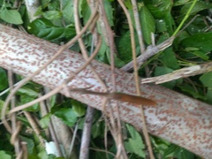 Phasmomantis sumichrasti