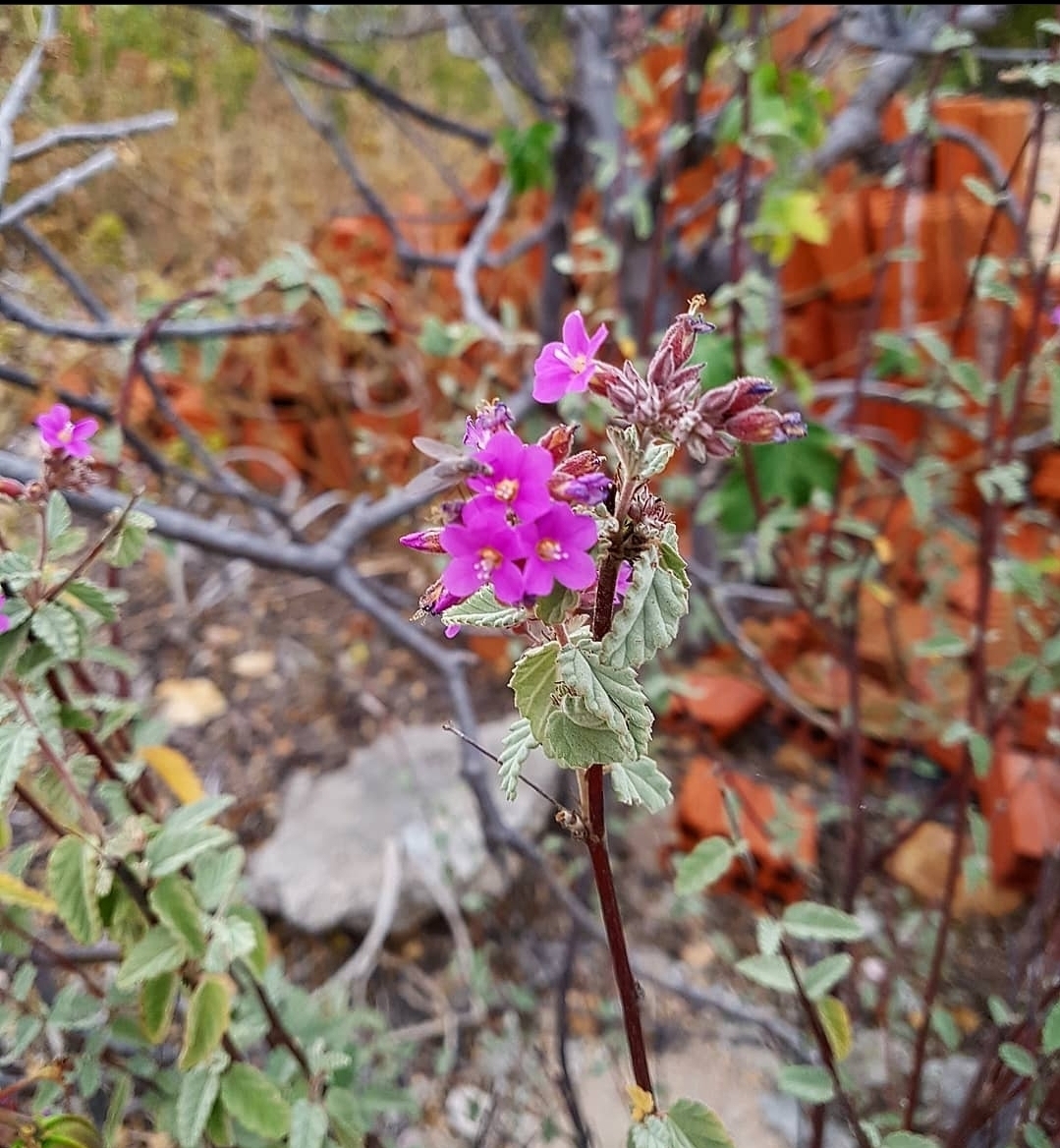 Melochia tomentosa