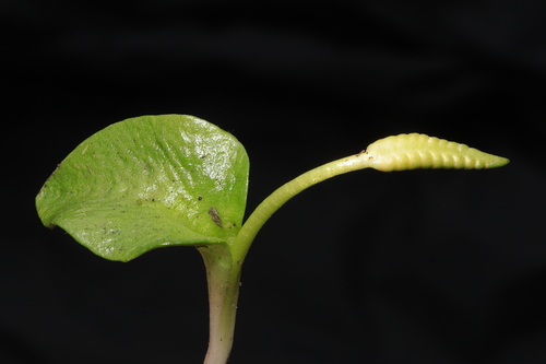 Image of Ophioglossum crotalophoroides by (c) Paúl Gonzáles, some rights reserved (CC BY)