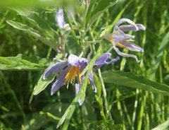 Solanum dimidiatum