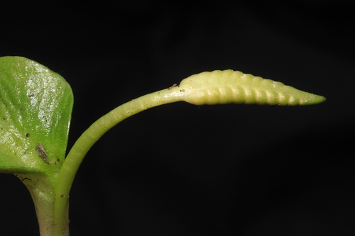 Image of Ophioglossum crotalophoroides by (c) Paúl Gonzáles, some rights reserved (CC BY)